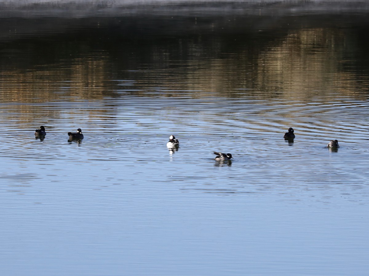 Bufflehead - ML646655625