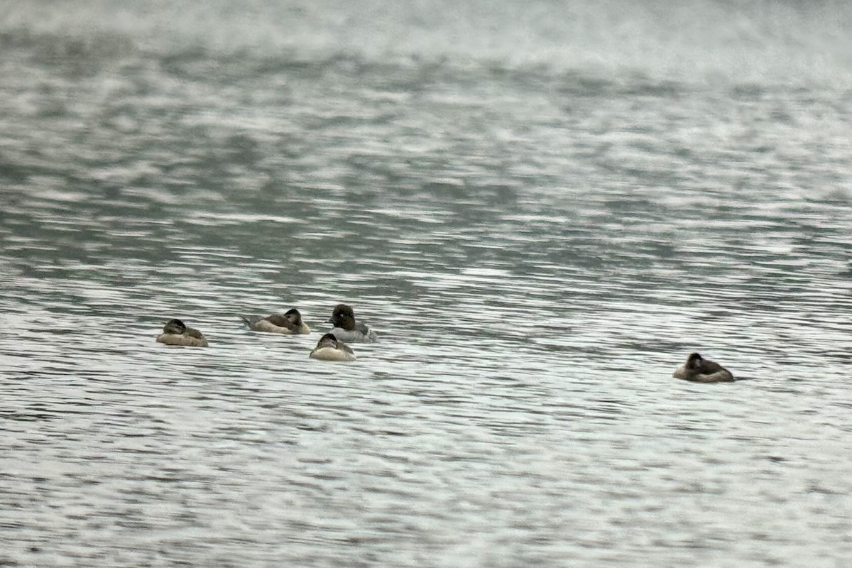 Савка американська - ML646655626