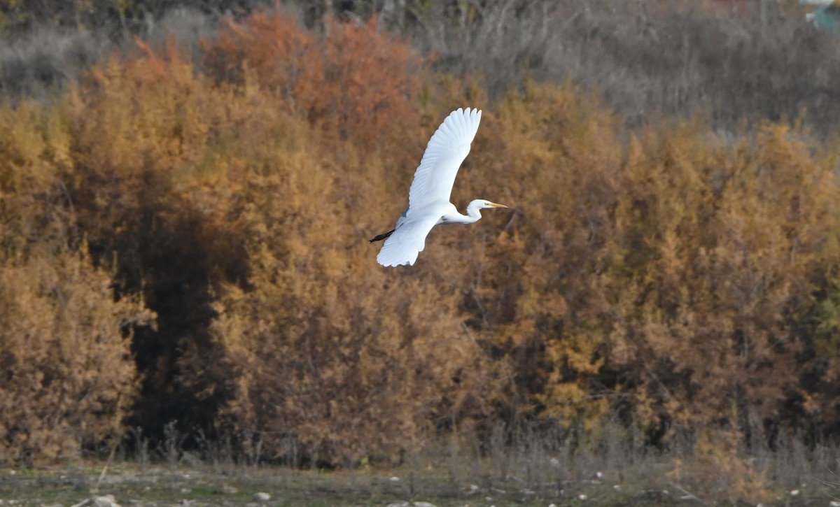 Great Egret - ML646655627