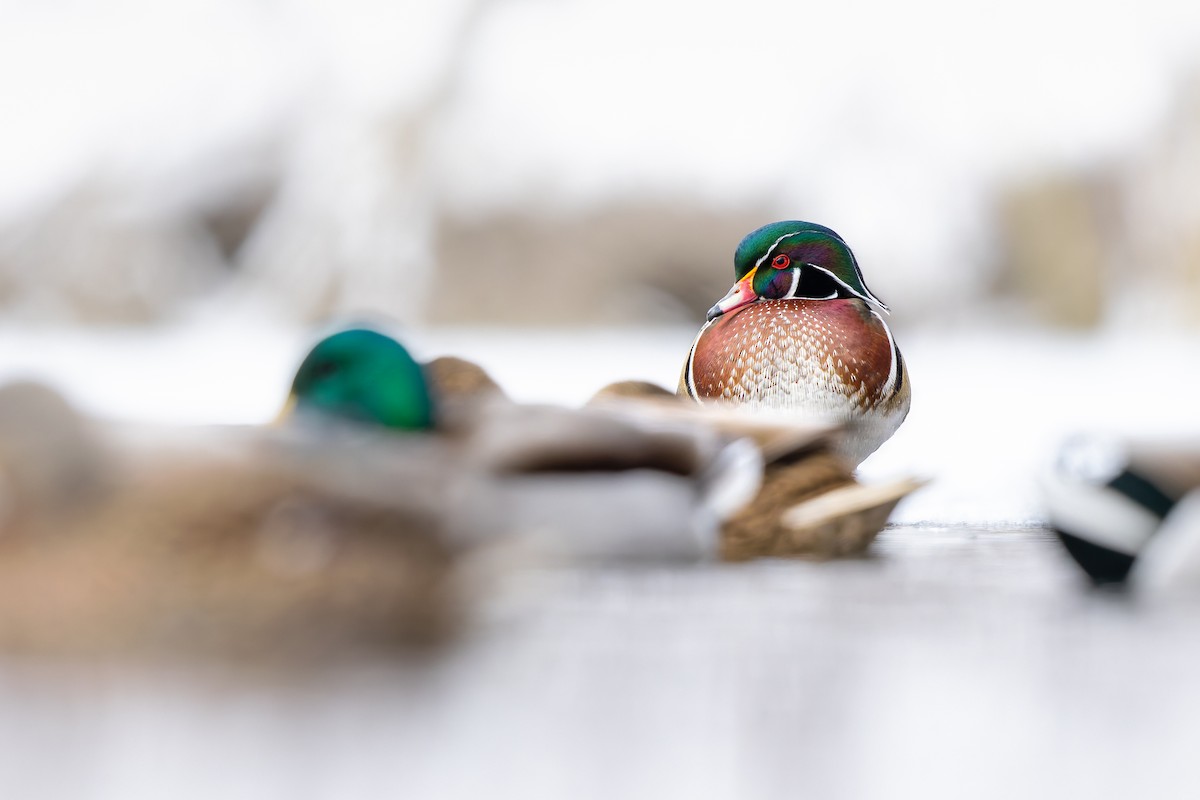 kachnička karolínská - ML646655629