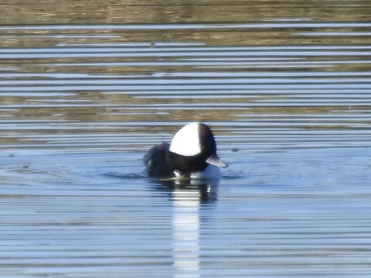 Bufflehead - ML646655630