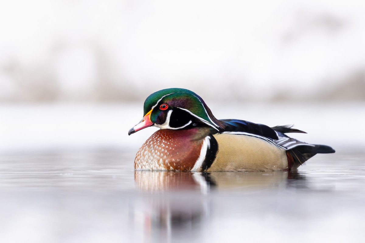 kachnička karolínská - ML646655631