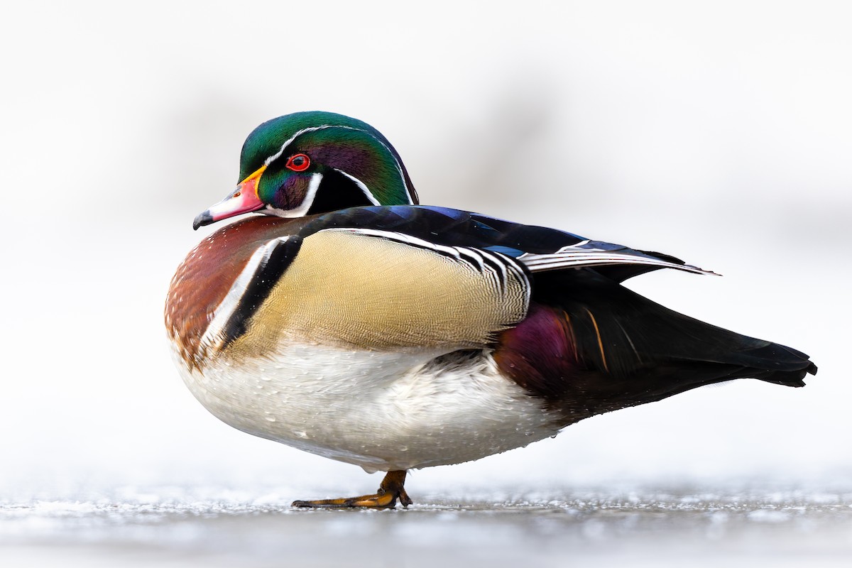 kachnička karolínská - ML646655632