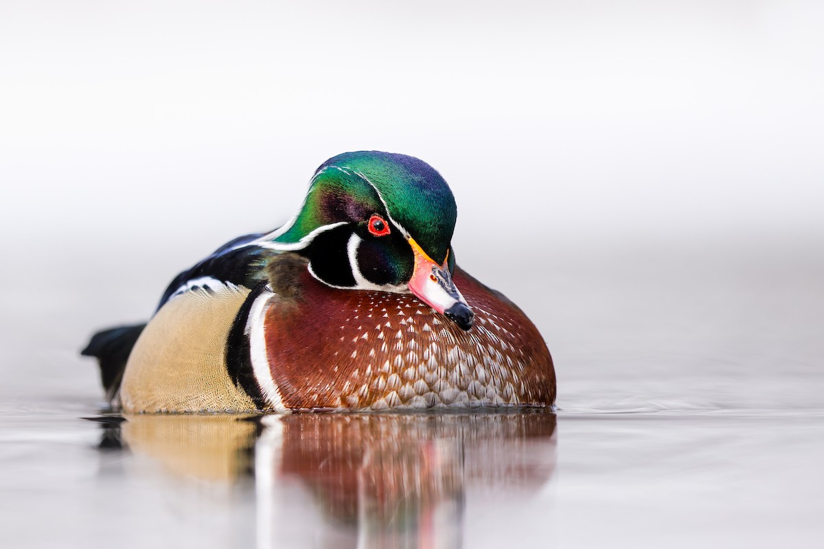 kachnička karolínská - ML646655633