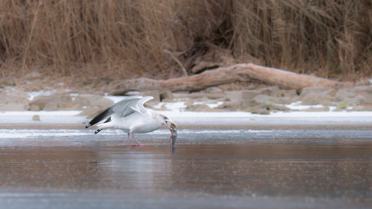 American Herring Gull - ML646655635