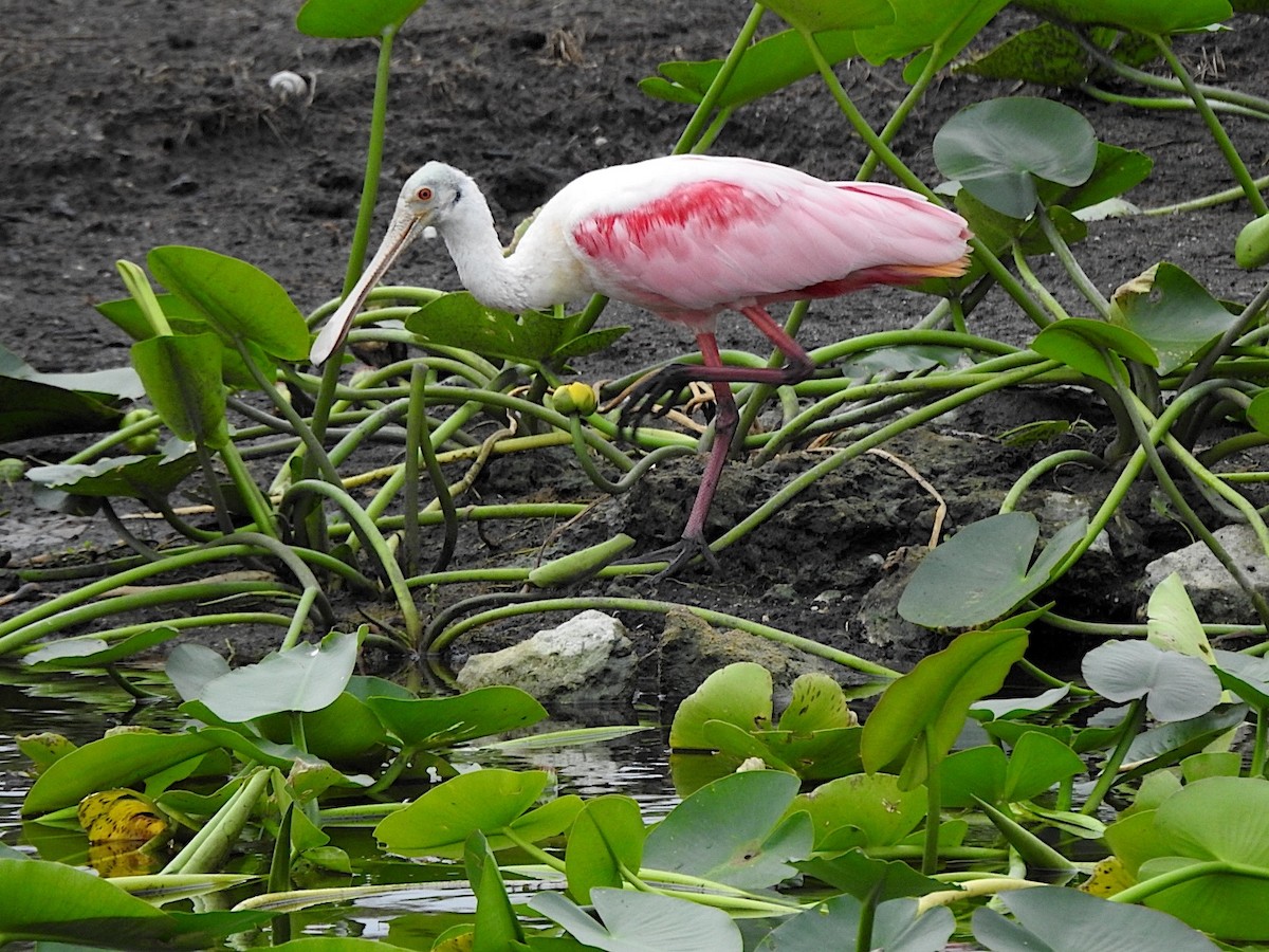 Roseate Spoonbill - ML646655639