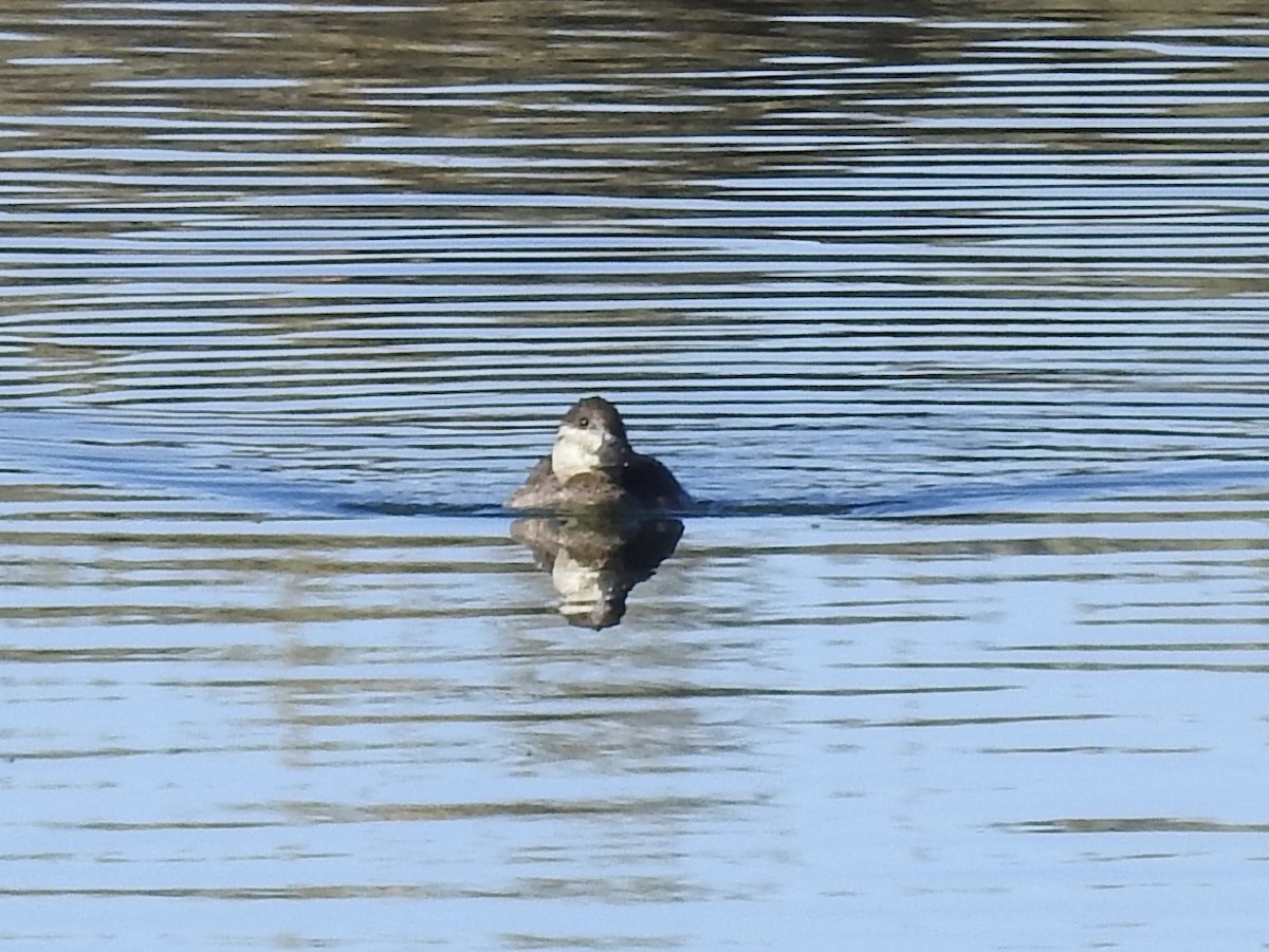 Gobbo della Giamaica - ML646655640