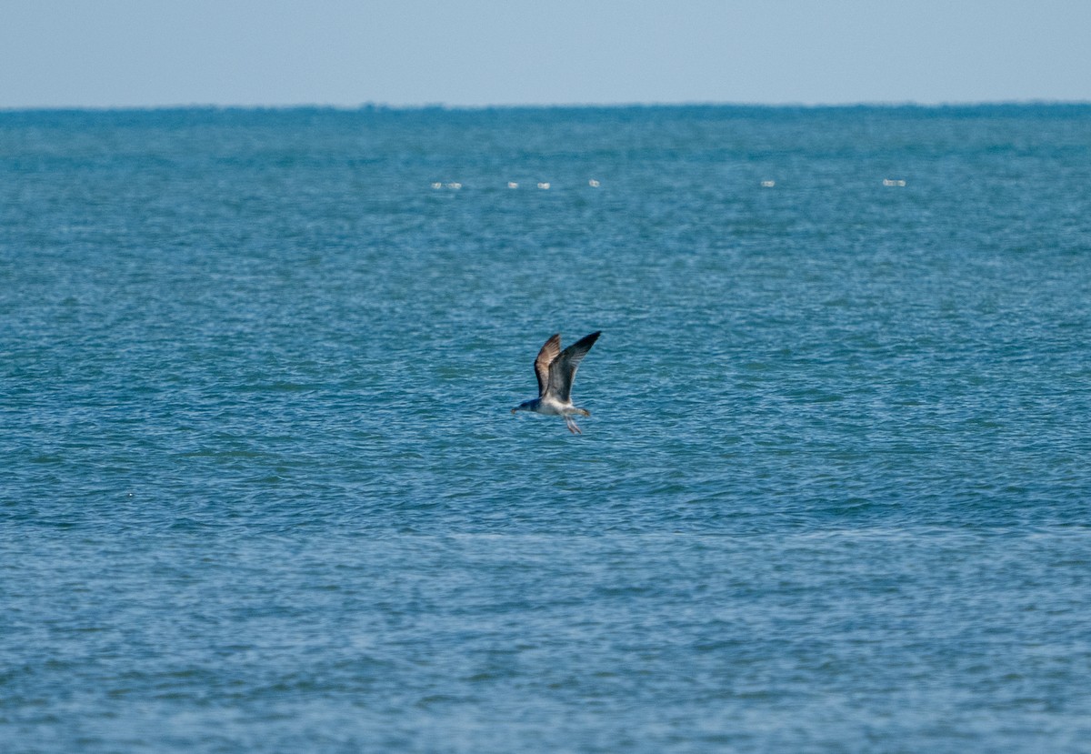 שחף צהוב-רגל - ML646655644