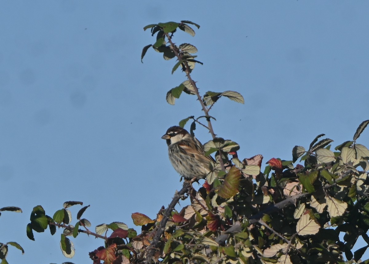 Spanish Sparrow - ML646655646