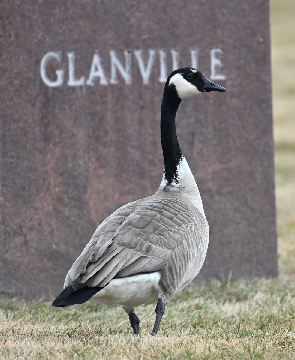 Canada Goose (moffitti/maxima) - ML646655647