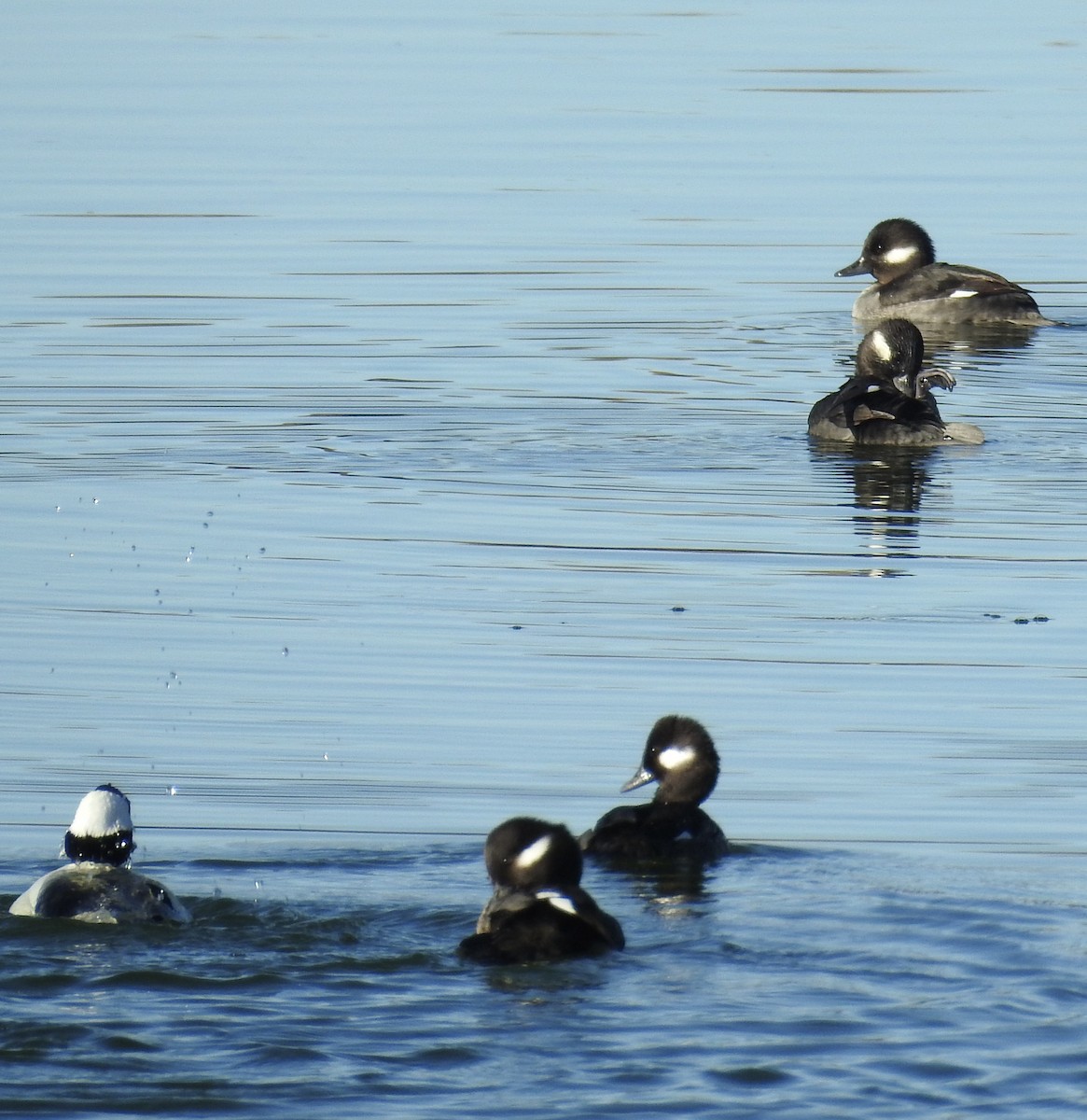 Bufflehead - ML646655648