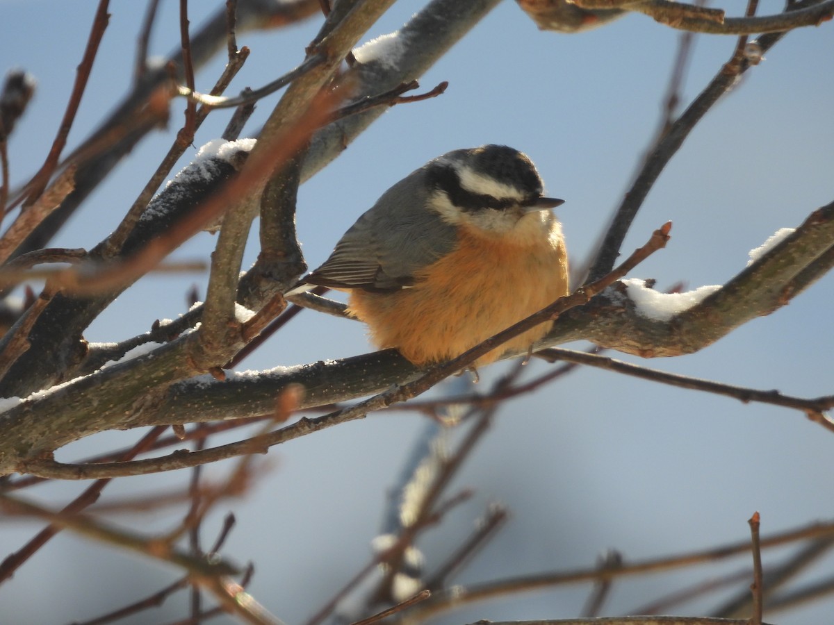 Red-breasted Nuthatch - ML646655651