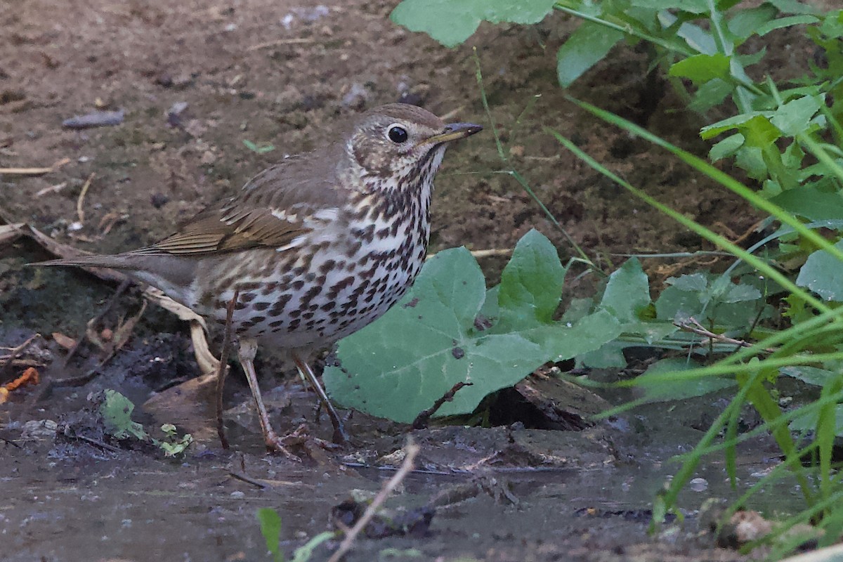 קיכלי רונן - ML646655652