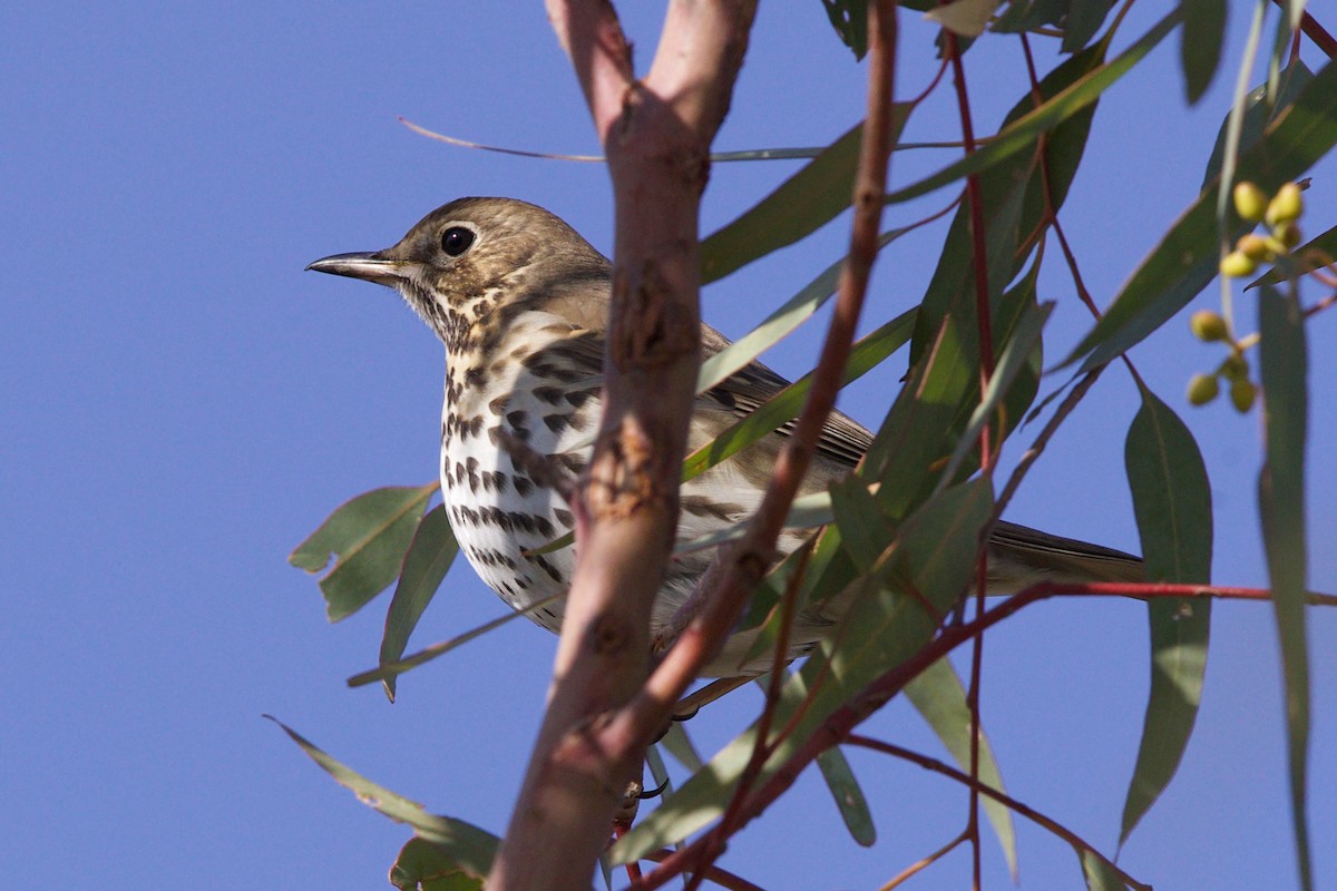 קיכלי רונן - ML646655653