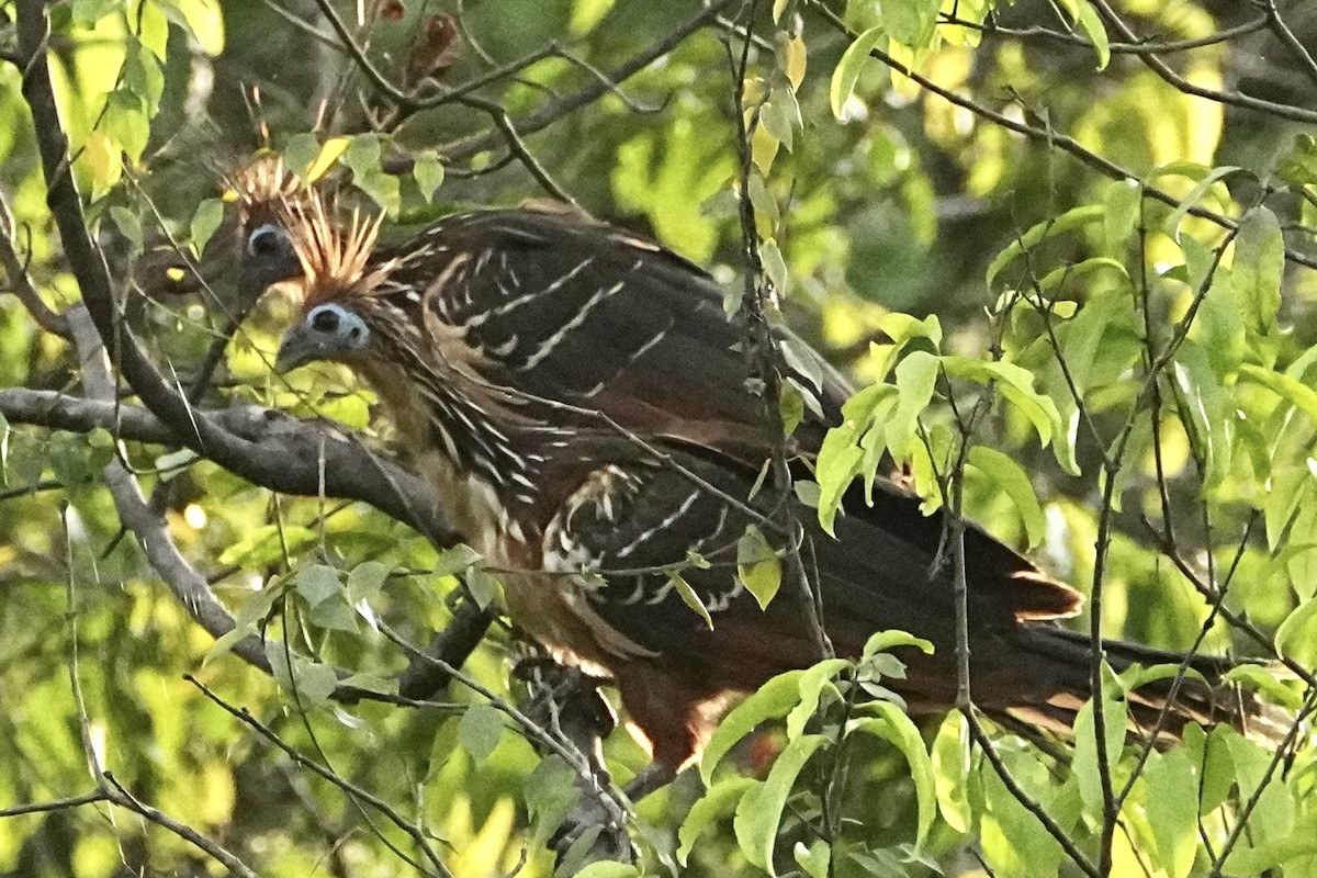 Hoatzin - ML646655654