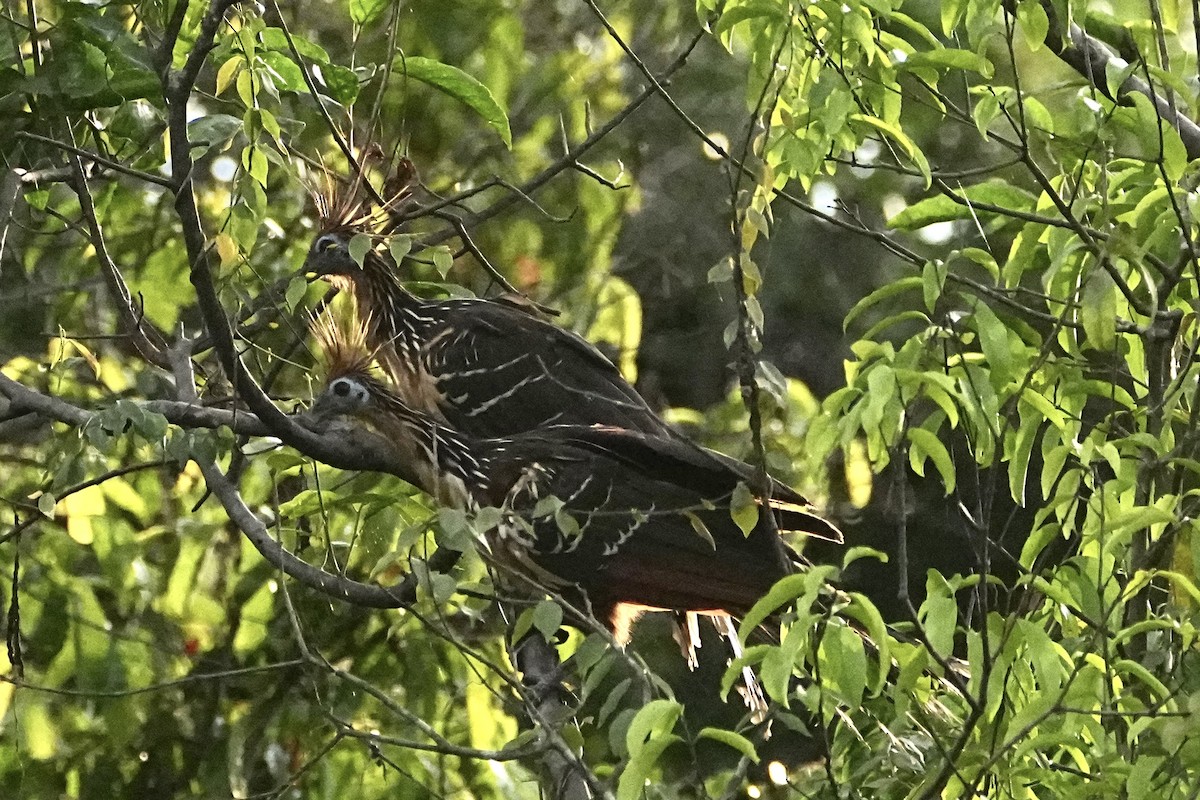 Hoatzin - ML646655655