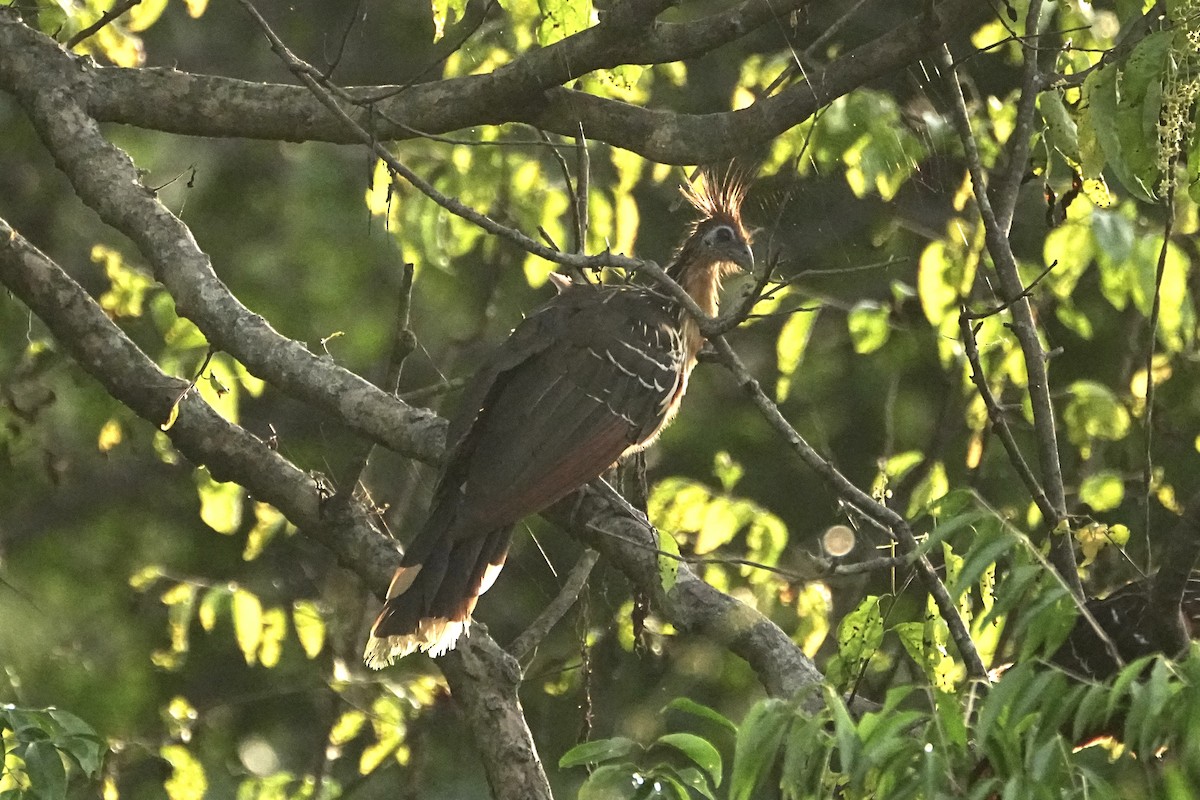 Hoatzin - ML646655656