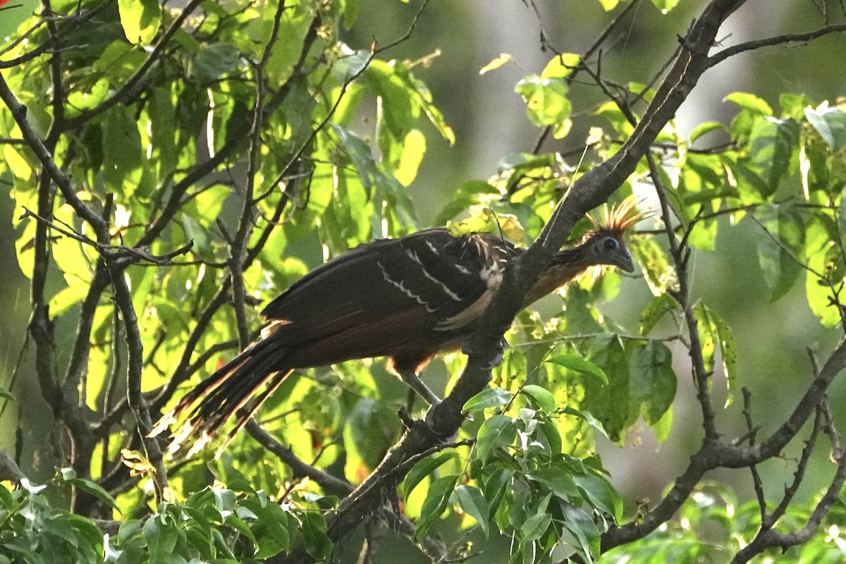 Hoatzin - ML646655657