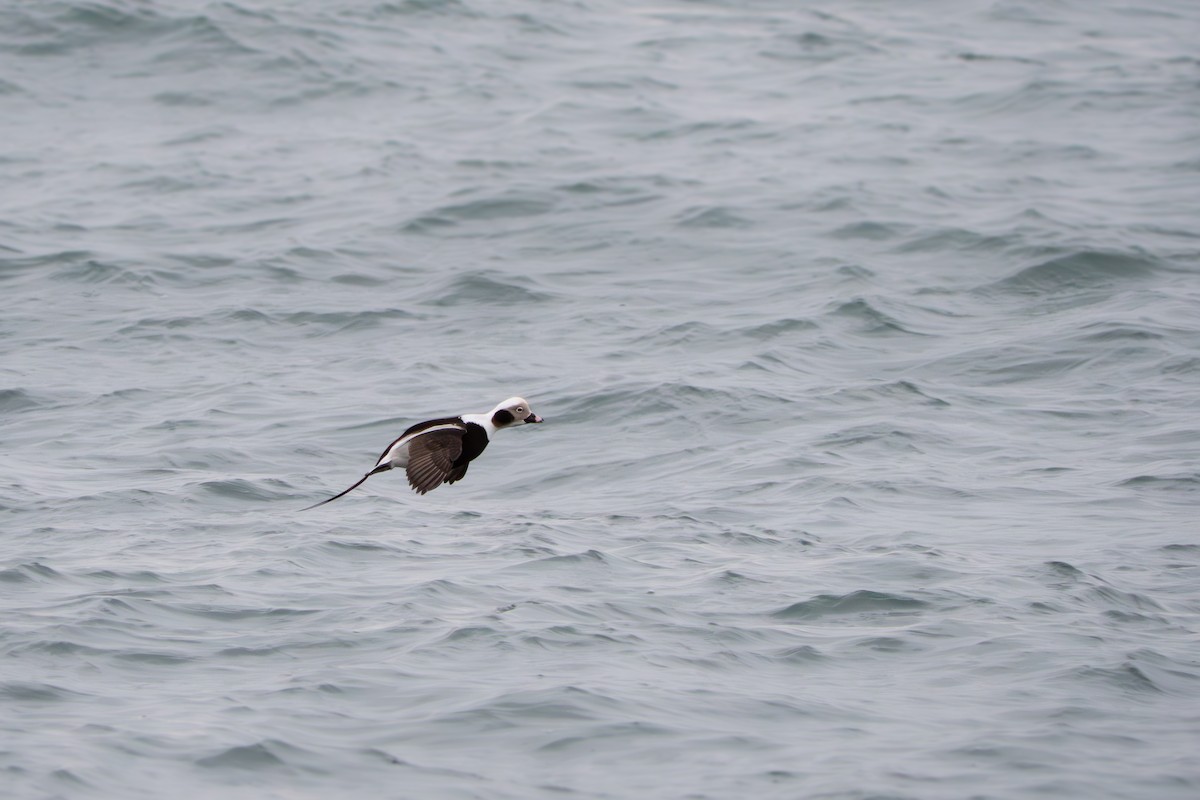 Long-tailed Duck - ML646655661