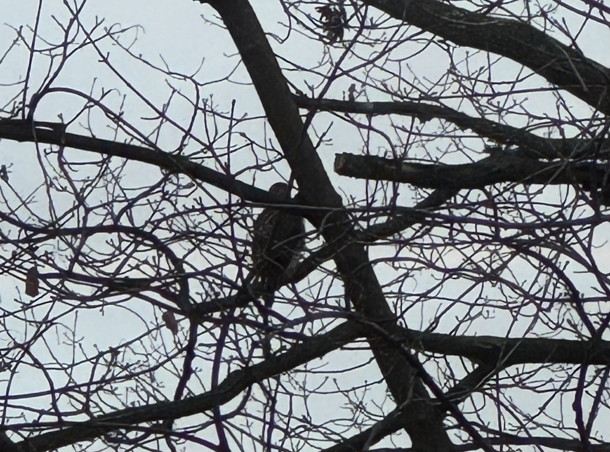 Kızıl Kuyruklu Şahin - ML646655662