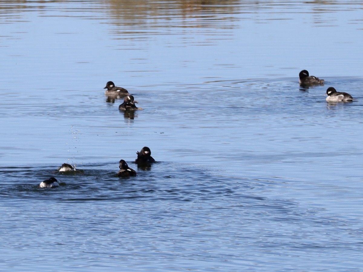 Bufflehead - ML646655664