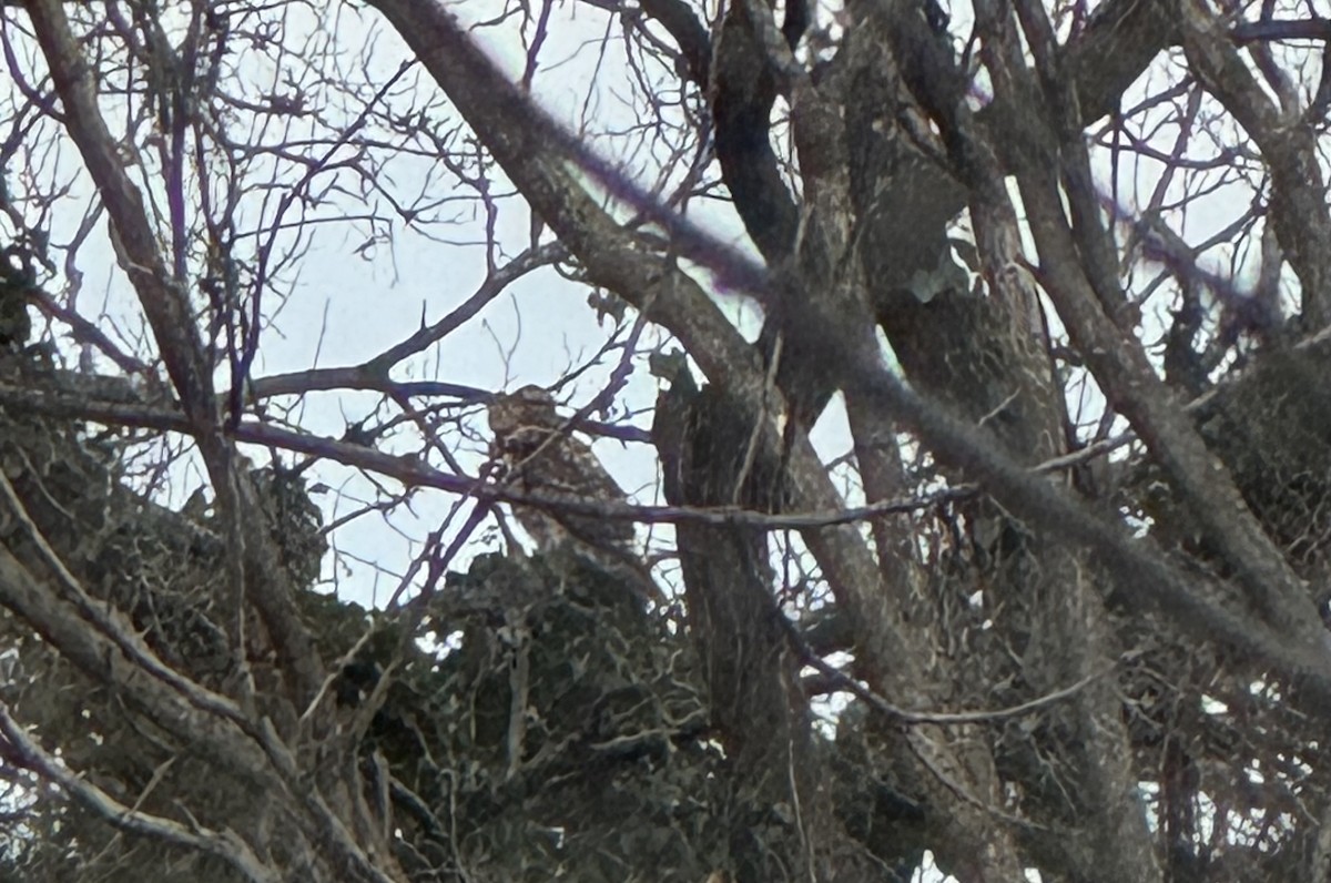 Kızıl Kuyruklu Şahin - ML646655669