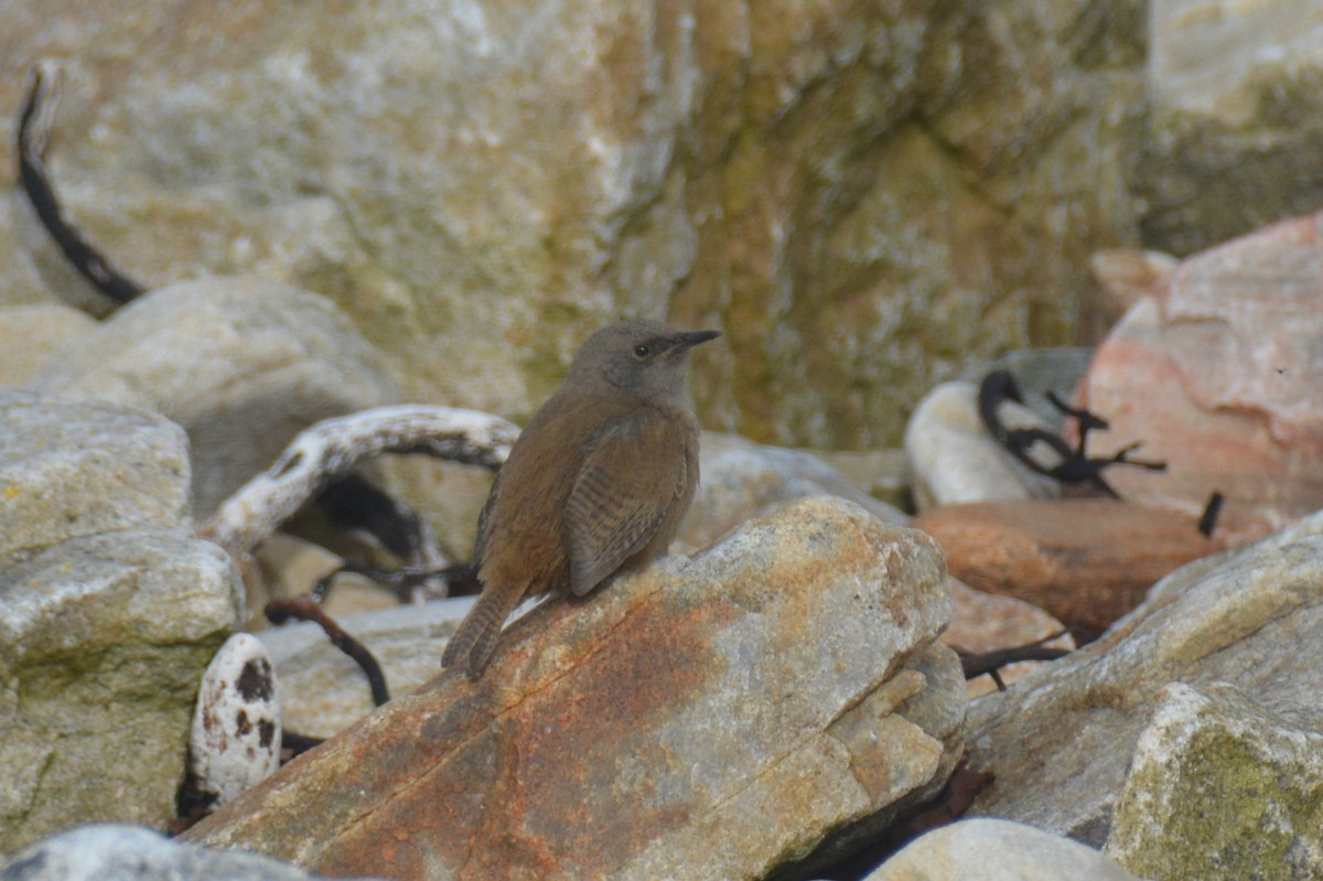 フォークランドミソサザイ - ML646655674