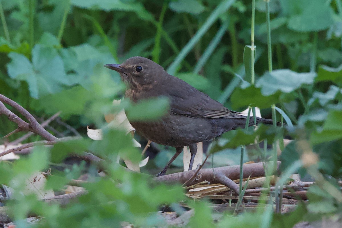 שחרור - ML646655675