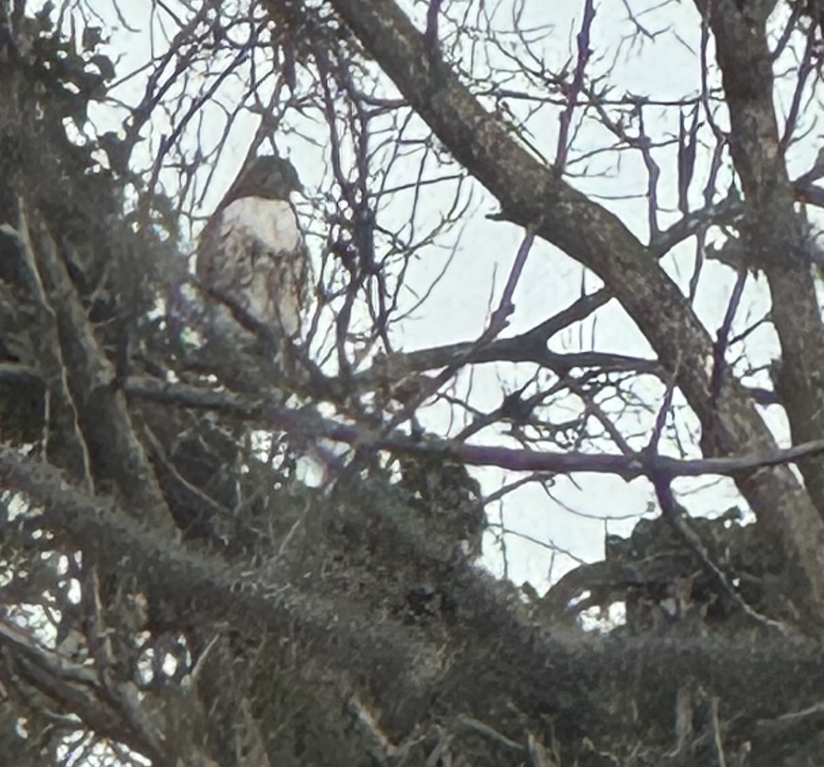 Kızıl Kuyruklu Şahin - ML646655676
