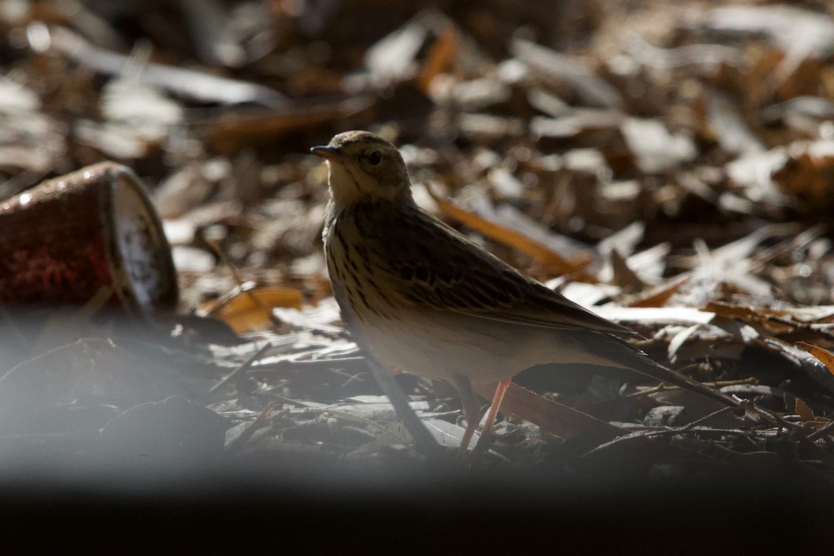 פפיון עצים - ML646655678
