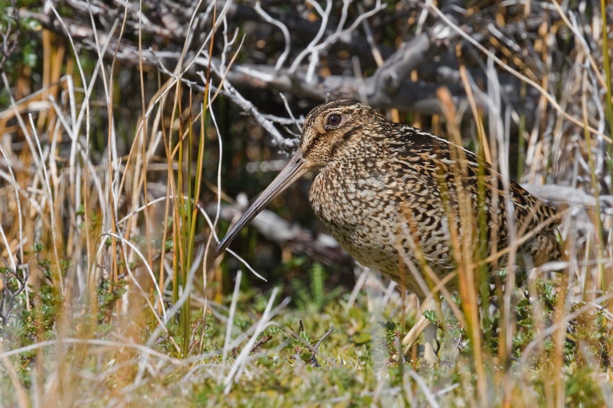 Fuegian Snipe - ML646655682