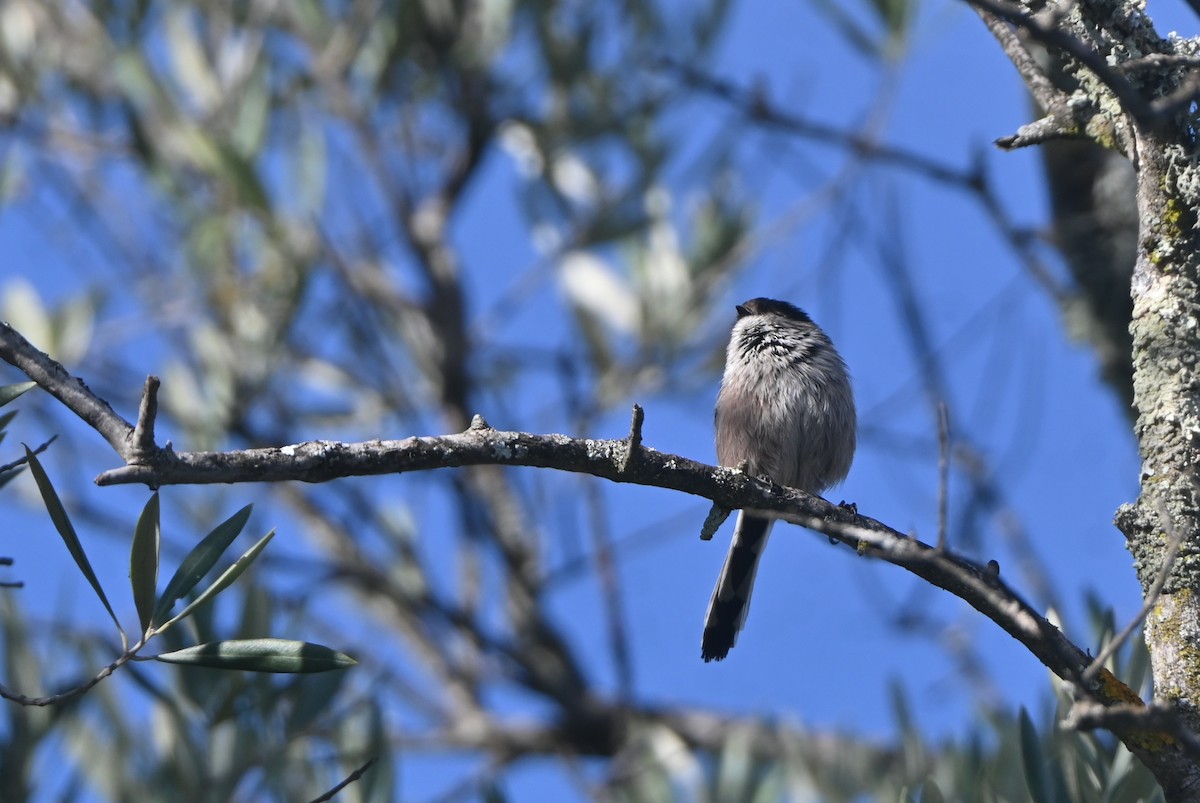 Long-tailed Tit - ML646655683