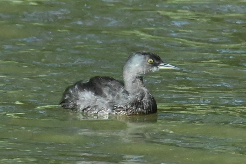 Schwarzkopf-Zwergtaucher - ML646655688