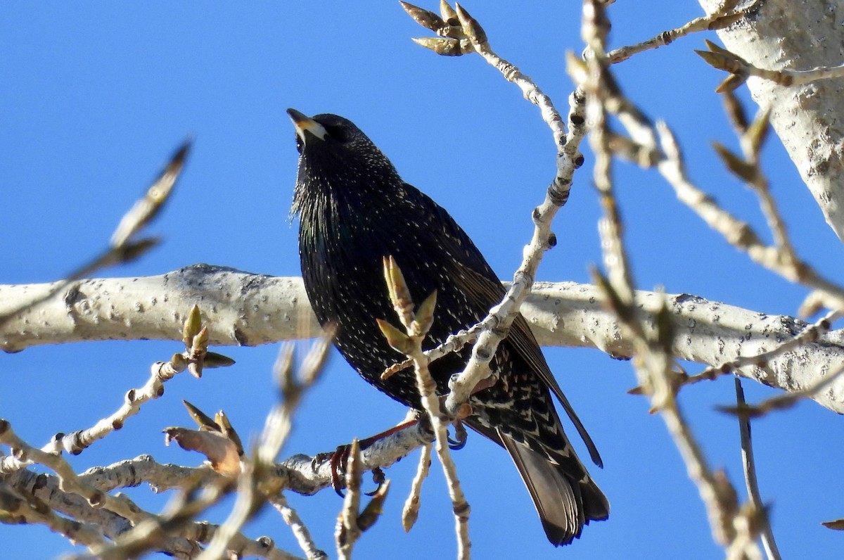 European Starling - ML646655689