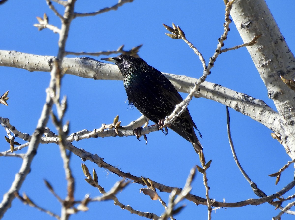 European Starling - ML646655690