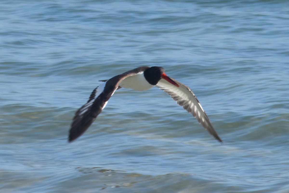 American Oystercatcher - ML646655695