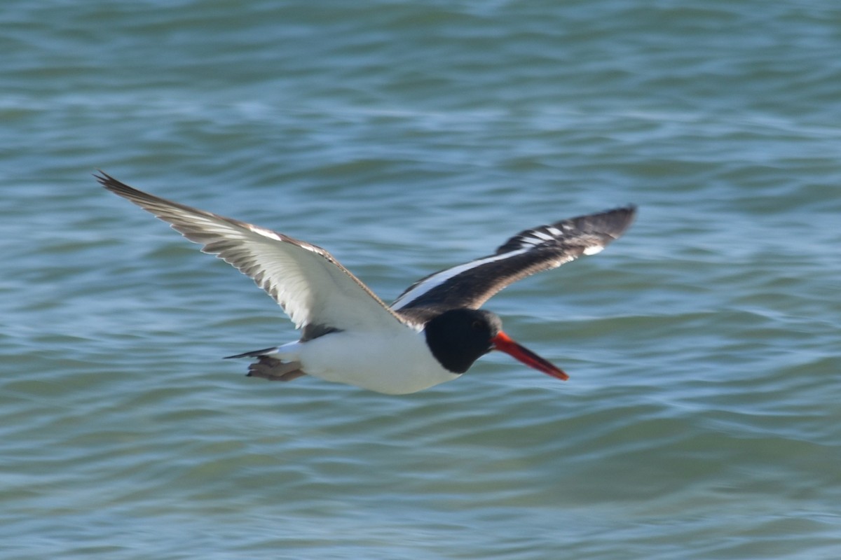 American Oystercatcher - ML646655696