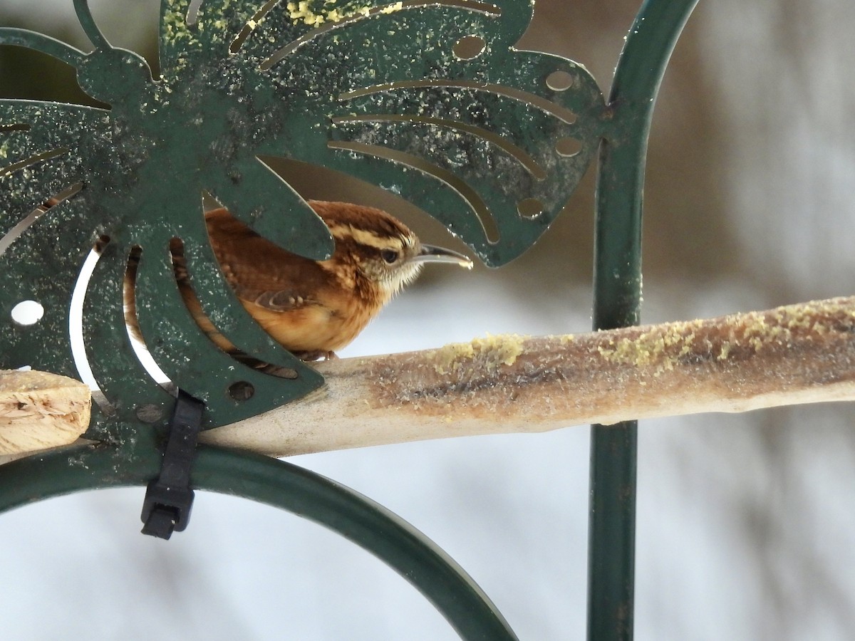 Carolina Wren - ML646655700