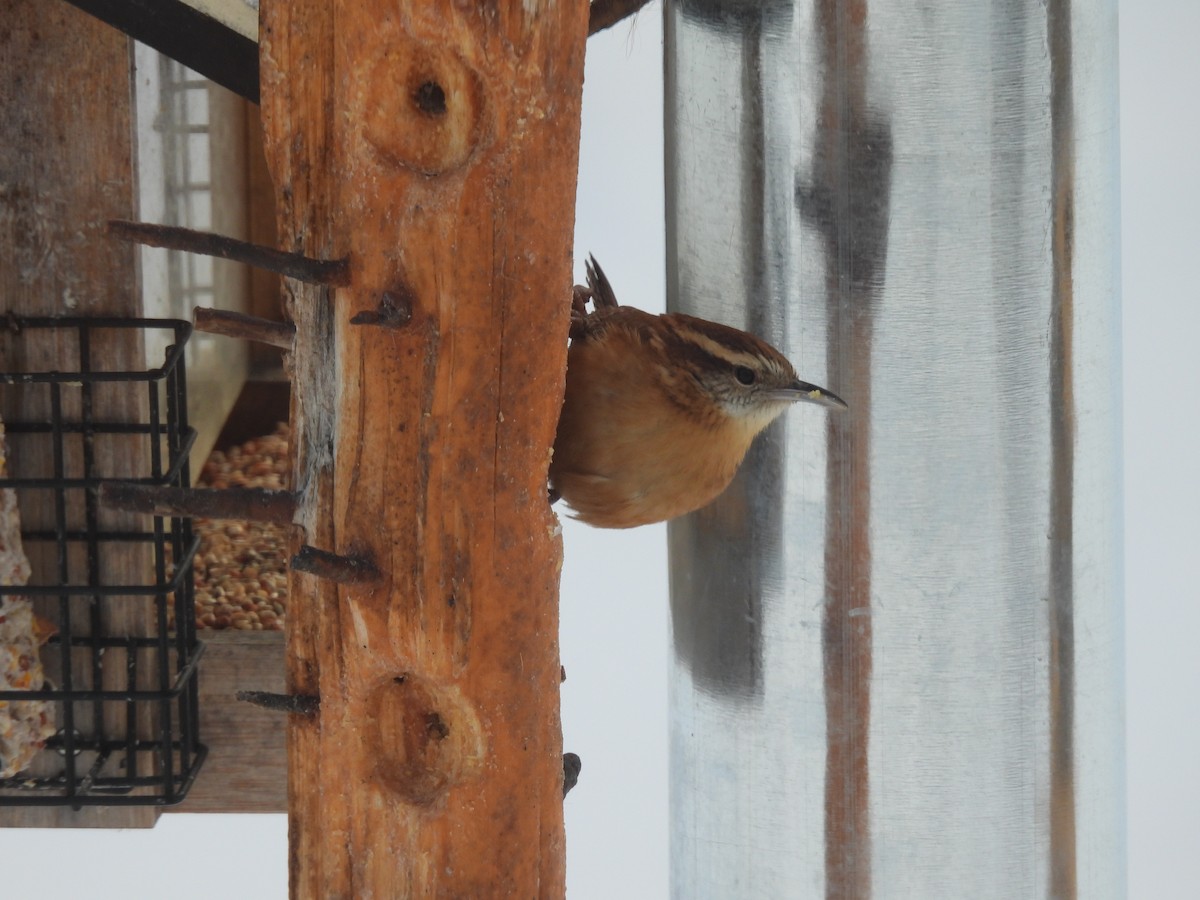 Carolina Wren - ML646655701
