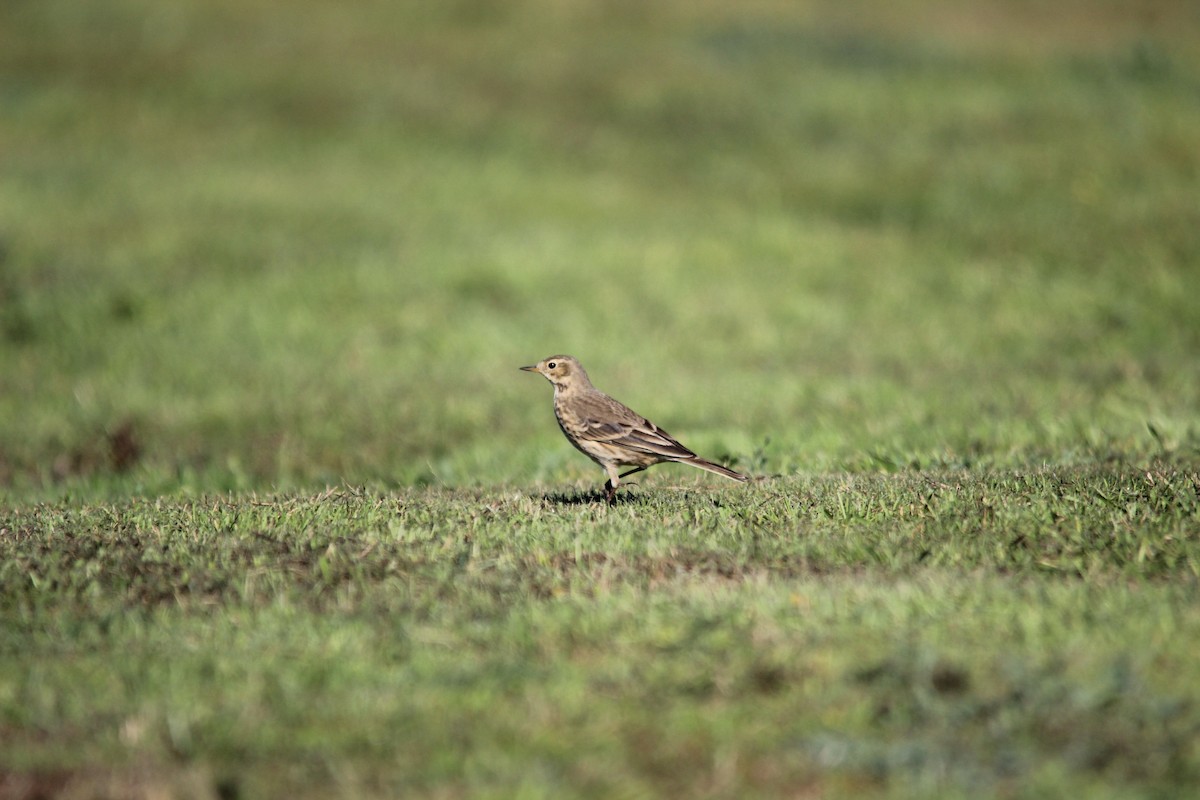 American Pipit - ML646655703