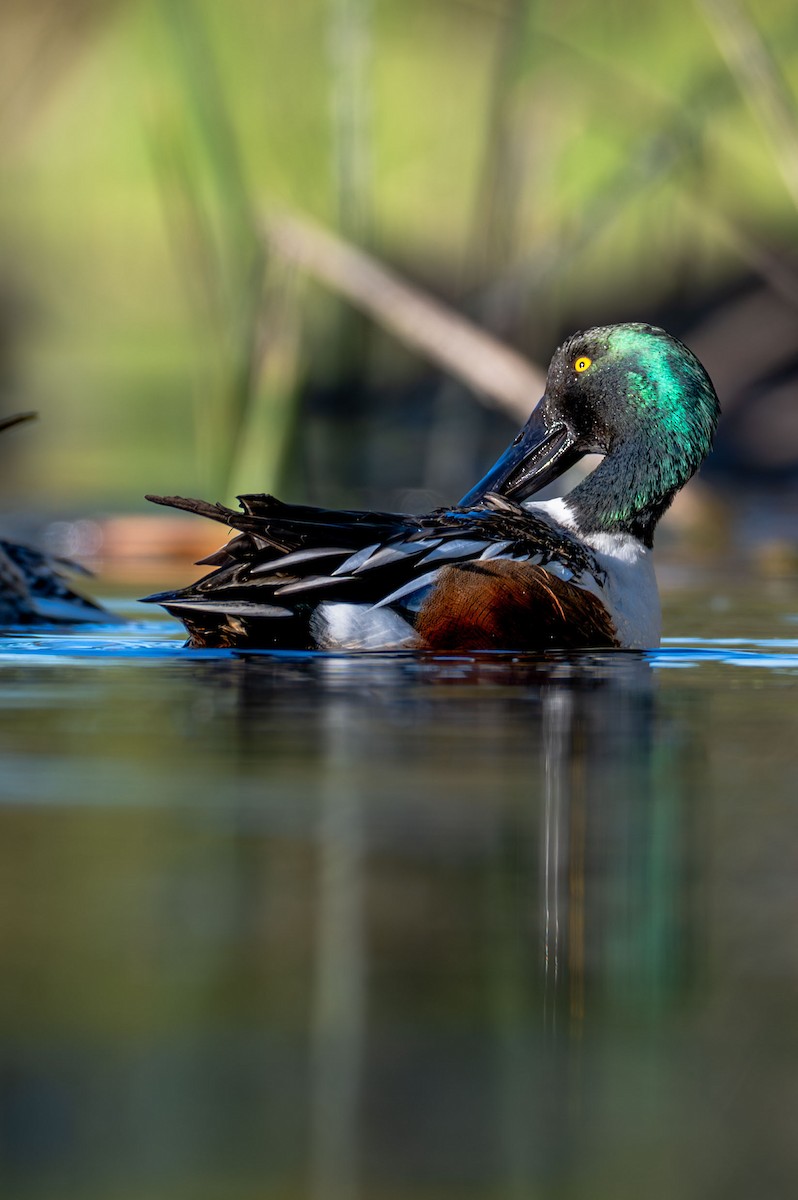 Northern Shoveler - ML646655707