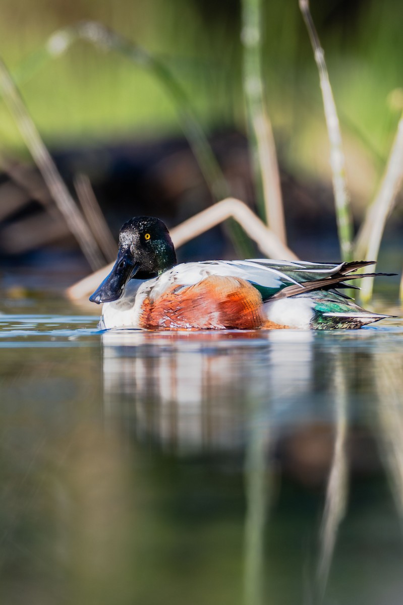 Northern Shoveler - ML646655708