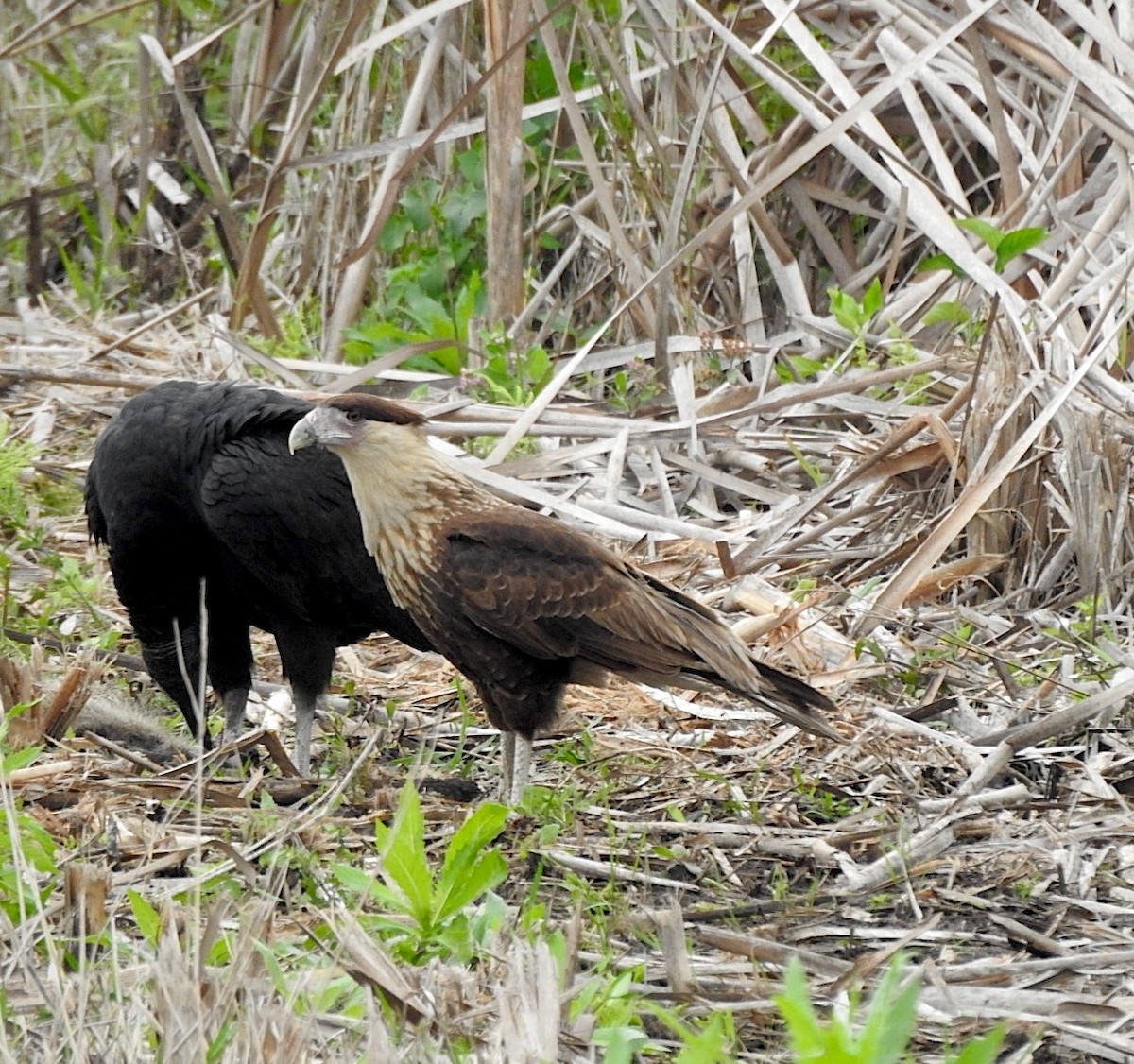 Crested Caracara - ML646655711