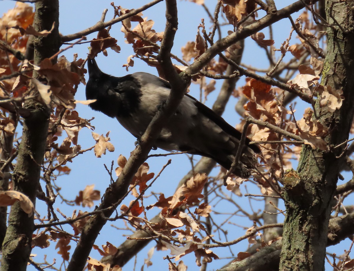 Hooded Crow - ML646655729