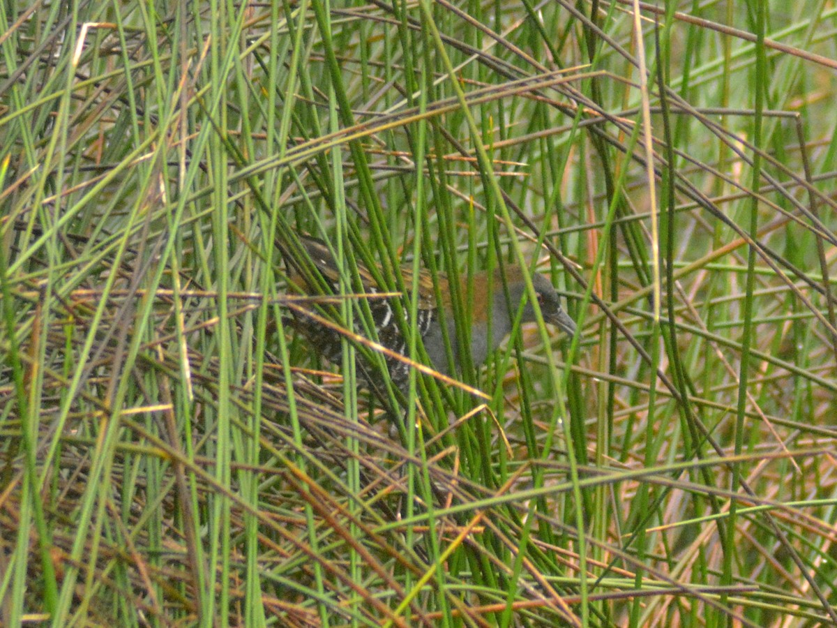 Dot-winged Crake - ML646655733