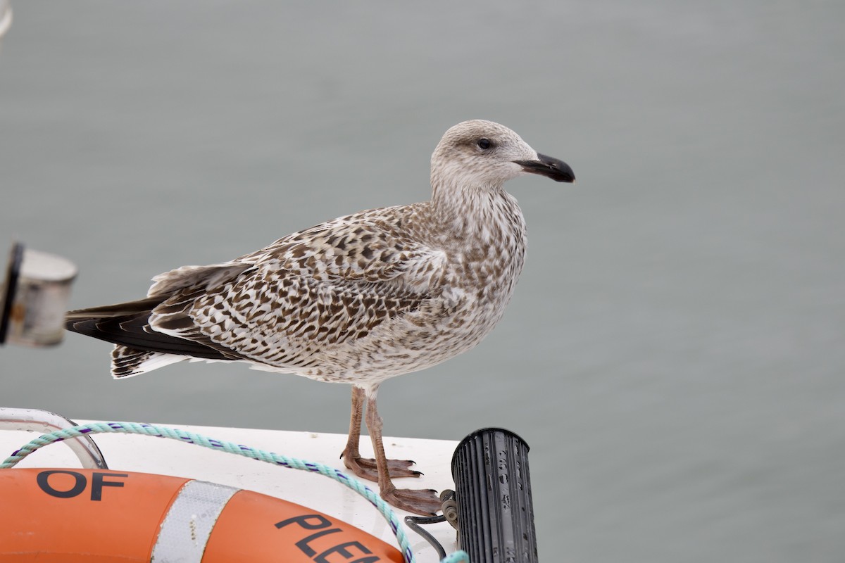 Морская чайка - ML646655734