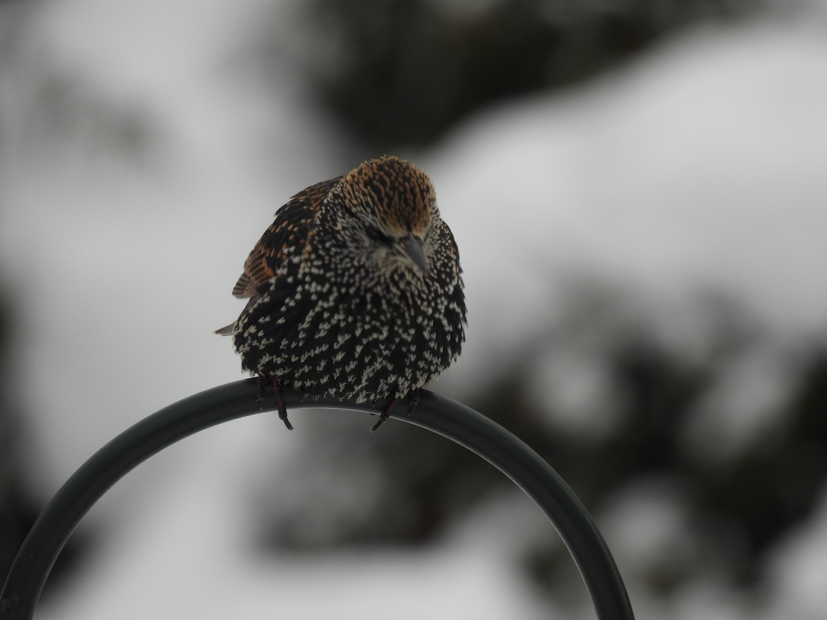 European Starling - ML646655737