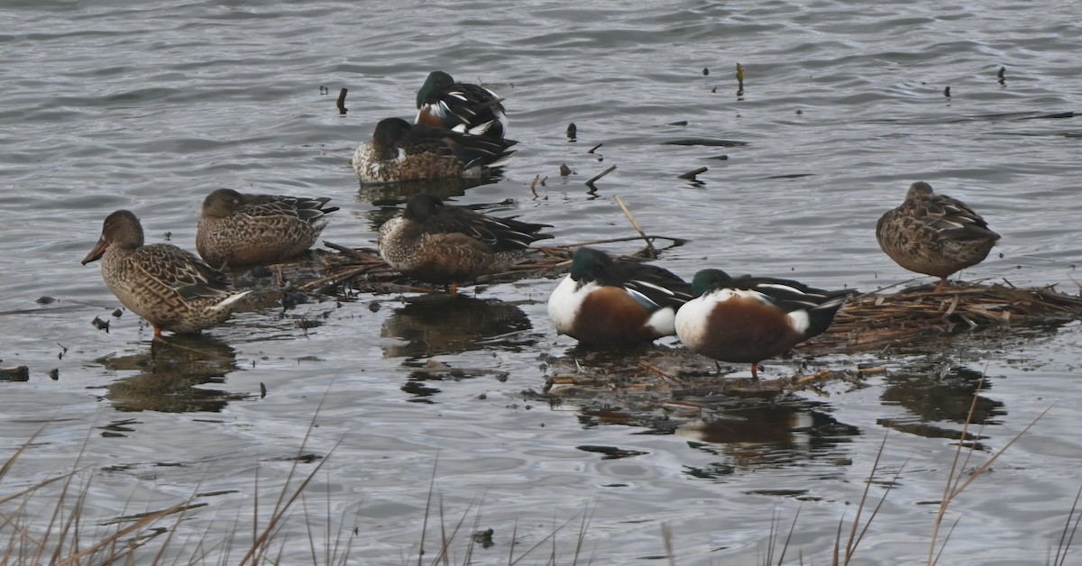 Northern Shoveler - ML646655738