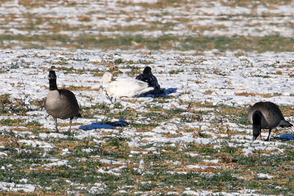 Snow Goose - ML646655744