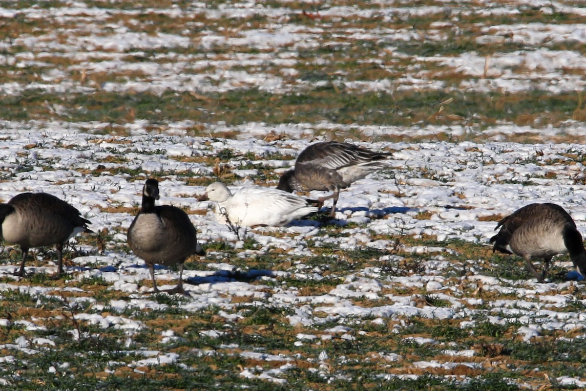 Snow Goose - ML646655745